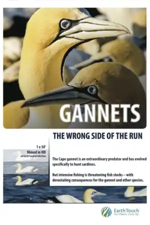 Gannets: The Wrong Side of the Run постер